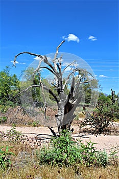 Landscape view of, Maricopa County, Rio Verde, Arizona