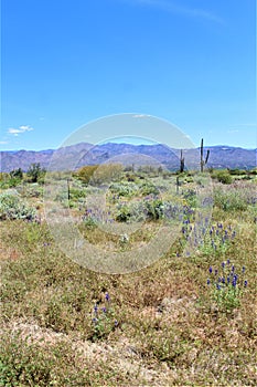 Landscape view of, Maricopa County, Rio Verde, Arizona