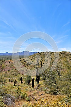 Landscape view of, Maricopa County, Rio Verde, Arizona