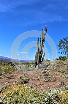 Landscape view of, Maricopa County, Rio Verde, Arizona