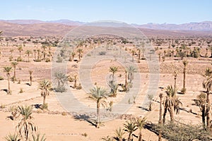 Landscape view of Morocco desert with date palm trees