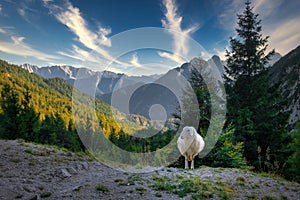 Landscape view of mountain range and lonely sheep, Vrsic pass, Slovenia