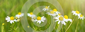 Landscape view, nature view, flower background close up, banner panorama - Wonderful fresh green spring meadow, summer meadow with