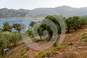 Landscape view of olive grove by the Aegean sea Thassos island, Greece, scenic tourist destination, countryside