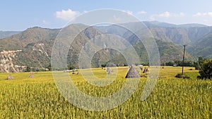Landscape view of Paddy fields of Nepal