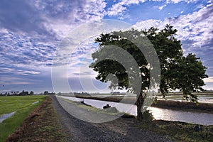 Landscape view of paddy fields,road,tree,river,blue sky and dramatic clouds
