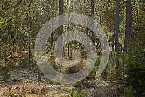 Landscape view of pine, fir or cedar trees growing in quiet mystical woods in Sweden. Lush green leaves in a wild