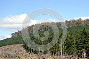 Landscape view of Pine plantation forestry