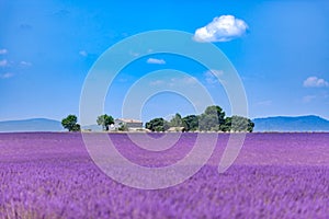 Landscape view Provence with country house and trees before the hills. Beautiful summer lavender scenery