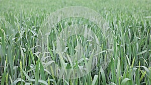 Landscape view before the rain. Green wheat field in overcast rainy weather.