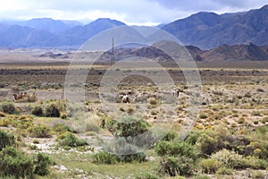 landscape view in the region of Issyk-Kul Lake near the Orto Tokoy reservoir, Kyrgyzstan photo