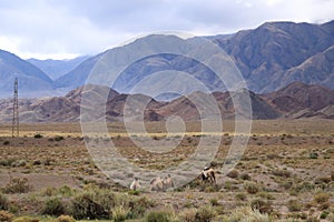 landscape view in the region of Issyk-Kul Lake near the Orto Tokoy reservoir, Kyrgyzstan photo