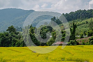 Landscape view of rice terraces field in the valley