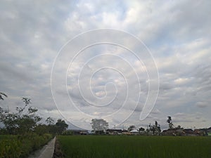 landscape view  ricefield on the morning