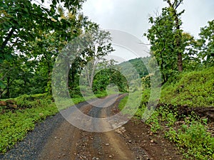 Landscape view of a rocky dirt road in the green dense forest