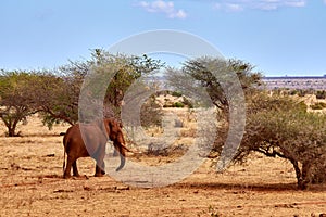 Landscape view in safari. Kenya in Africa, elephants and zebras on the savannah with the trees