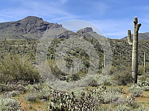 Landscape view of the Sonoran Desert with cactus in Cave Cree, Arizona photo