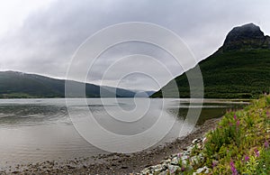 Landscape view of the Storfjord in the Lyngenalpen of northern Norway on an overcast summer day with wildflowers in the foreground