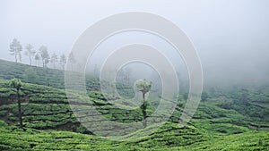 Landscape view of tea plantations, in Munnar, Kerala, India, on a fogg