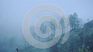 Landscape view of tea plantations, Munnar, Kerala, India, on a rainy d