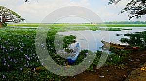 Landscape view to Tissa lake with the trees and lotus flowers at Tissamaharama, Sri Lanka