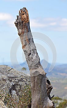 landscape view with tree stump in the foreground