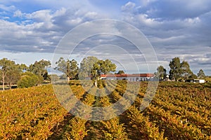Landscape view of vineyard growing on limestone coast in Coonawarra winery region, South Australia