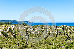 Landscape view on the way to Cave beach in Jervis Bay, Booderee National Park, NSW, Australia