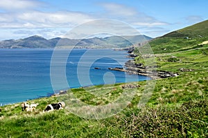 Landscape view in West Kerry, Beara peninsula in Ireland