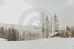 Landscape view of winter mountain forest in snow. Snowing in mountain forest. Beautiful wood in snow.