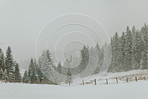 Landscape view of winter mountain forest in snow. Snowing in mountain forest. Beautiful wood in snow.