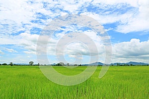 Landscape view young green paddy fields with sky and mountains in the background