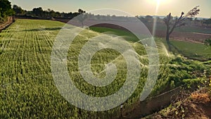 Landscape view of young wheat crop irrigation by fountains with sunlight