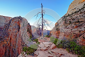 Landscape view of Zion sandstone canyons and dry tree, Utah, USA