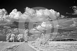Landscape viewed in infrared light