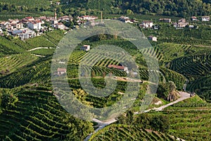 Landscape with villages in wine valley Valdobbiadene, and green grapes for Prosecco wine. Green terraces in Italy