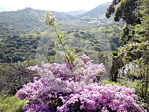 Landscape, Villcabamba, Ecuador