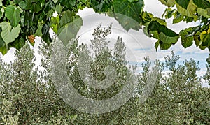 Landscape between vines and olive trees