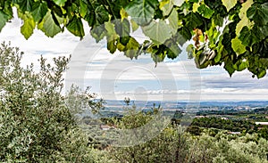 Landscape between vines and olive trees