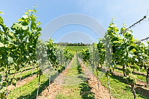Landscape with vineyard on a beautiful summer day