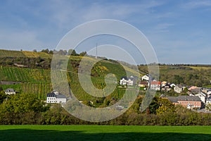 Landscape with vineyard in the canton Remich in Luxembourg