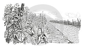 Landscape with of vineyard. Closeup bush of grape, beside stone road with clouds and sun in the sky. illustration in sketch style