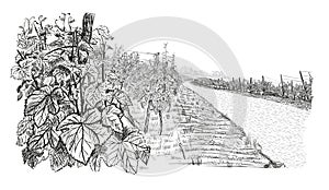 Landscape with of vineyard. Closeup bush of grape, beside stone road. illustration in sketch style isolated on white background
