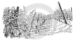 Landscape with of vineyard. Closeup bushes of grapes on hill. illustration in sketch style isolated on white background