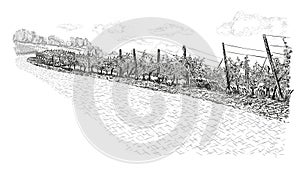 Landscape of vineyard with clouds on the sky. Vector illustration in sketch style isolated