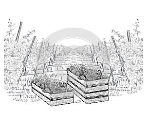 Landscape of vineyard with grapes in three wood boxes on plantations. Vector illustration in sketch style isolated on a white