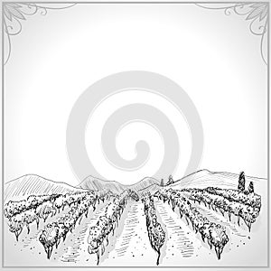 Landscape with vineyard graphic illustration