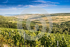 Landscape with vineyard in the hills