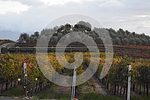 Landscape with vineyard rows at sunset at a winery in Temecula, California, USA