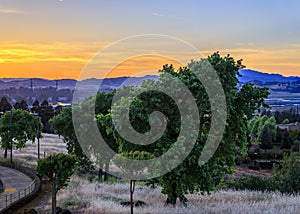 Landscape at a vineyard in the spring in Napa Valley, California, USA